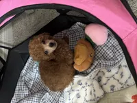 Sebastian , a male Poodle - Toy  for sale in Houston, TX – 3 of 7
