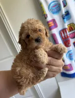 Hanna , a female Poodle - Toy  for sale in Houston, TX – 7 of 10