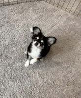 AKC , a male Chihuahua for sale in Houston, TX – Photo 3 of 6