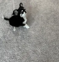 AKC , a male Chihuahua for sale in Houston, TX – Photo 4 of 6