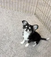 AKC , a male Chihuahua for sale in Houston, TX – Photo 6 of 6