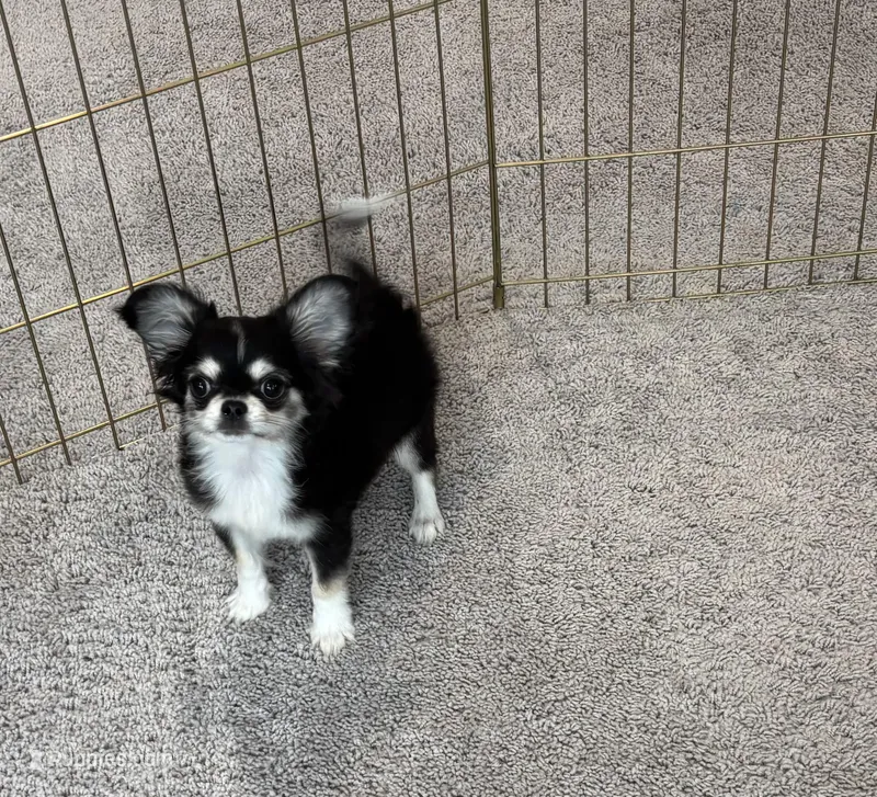 AKC  – Chihuahua puppy for sale in Houston, TX