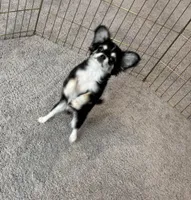 AKC , a male Chihuahua for sale in Houston, TX – Photo 5 of 6