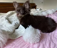 AKC Apple Head, a male Chihuahua for sale in Houston, TX – 6 of 8