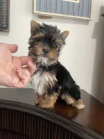 AKC Dollface, a male Yorkshire Terrier for sale in Houston, TX – 9 of 10