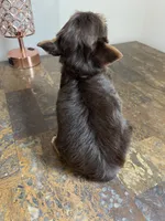 Chocolate , a male Yorkshire Terrier for sale in Houston, TX – 5 of 6