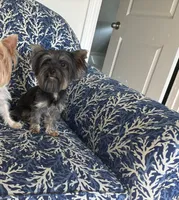 Tcup Import, a female Yorkshire Terrier for sale in Houston, TX – 10 of 10
