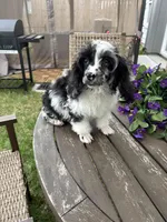 Merle , a male Poodle - Toy  for sale in Houston, TX – Photo 5 of 6