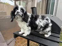 Merle , a male Poodle - Toy  for sale in Houston, TX – Photo 1 of 6