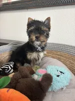 AKC Dollface, a male Yorkshire Terrier for sale in Houston, TX – 6 of 10