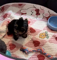  Tcup Everleigh  , a female Yorkshire Terrier for sale in Houston, TX – 1 of 10