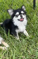 Lucky , a male Chihuahua for sale in Houston, TX – 5 of 10