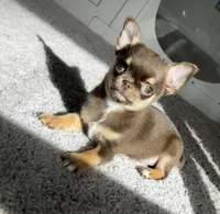 AKC Benedict , a male Chihuahua for sale in Houston, TX – 2 of 10