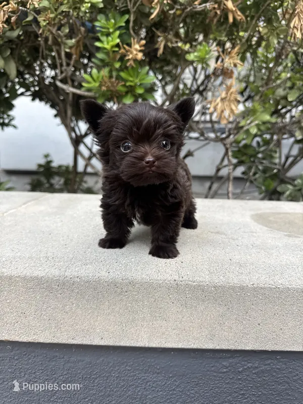 Tcup Chocolate Twix  – Yorkshire Terrier puppy for sale in Houston, TX