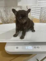 AKC Apple head, a male Chihuahua for sale in Houston, TX – 10 of 10