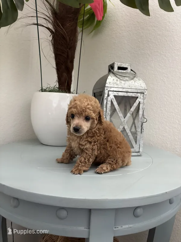 Spencer – Poodle - Toy  puppy for sale in Houston, TX