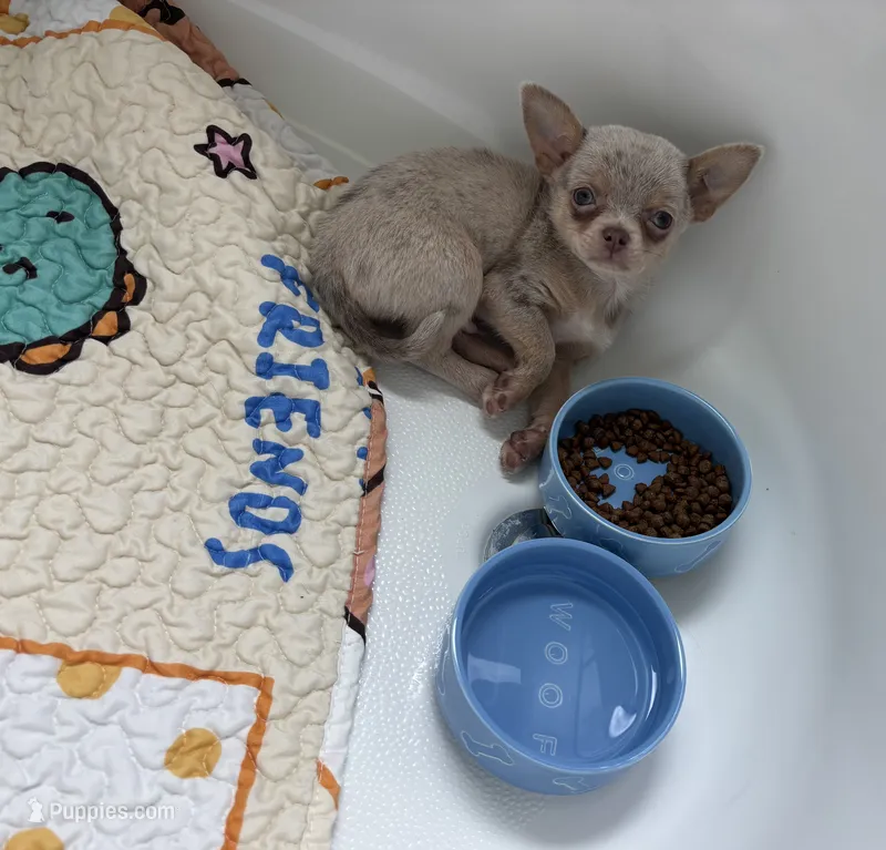 AKC Merle – Chihuahua puppy for sale in Houston, TX