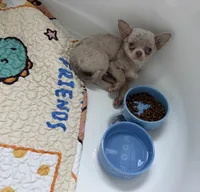 AKC Merle, a male Chihuahua for sale in Houston, TX – 8 of 9