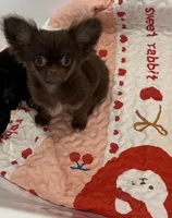 Brownie, a female Chihuahua for sale in Houston, TX – Photo 2 of 7