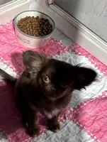 Brownie, a female Chihuahua for sale in Houston, TX – Photo 7 of 7