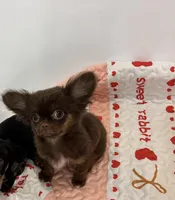 Brownie, a female Chihuahua for sale in Houston, TX – Photo 6 of 7