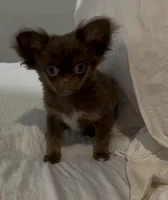 Brownie, a female Chihuahua for sale in Houston, TX – Photo 5 of 7