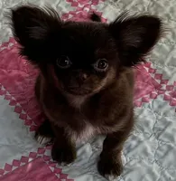 Brownie, a female Chihuahua for sale in Houston, TX – Photo 1 of 7