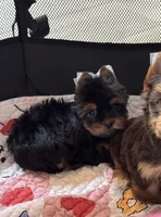  Tcup Everleigh  , a female Yorkshire Terrier for sale in Houston, TX – 3 of 10