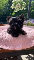 Tcup Import, a female Yorkshire Terrier for sale in Houston, TX – 6 of 10