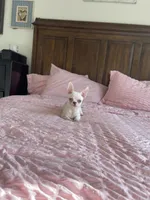 Apple head Blu , a male Chihuahua for sale in Houston, TX – 4 of 10