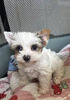 Diamond , a female Yorkshire Terrier for sale in Houston, TX – 3 of 10