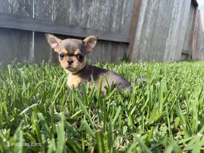 AKC Merle  – Chihuahua puppy for sale in Houston, TX