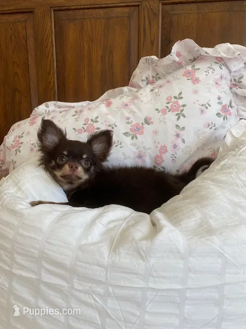 AKC Apple Head – Chihuahua puppy for sale in Houston, TX
