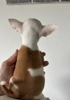 XS Olivia , a female Chihuahua for sale in Houston, TX – 2 of 10