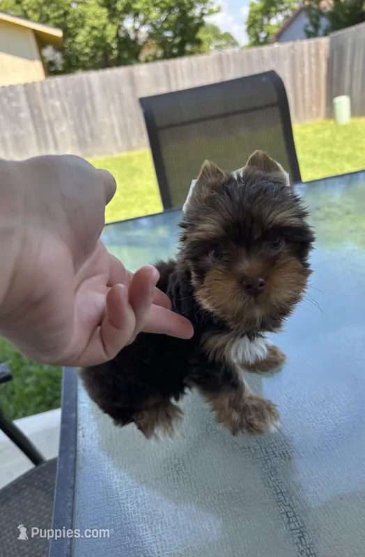 AKC Chocolate  – Yorkshire Terrier puppy for sale in Houston, TX