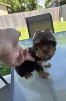AKC Chocolate , a male Yorkshire Terrier for sale in Houston, TX – 1 of 9