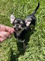 Apple head Melany , a female Chihuahua for sale in Houston, TX – 10 of 10
