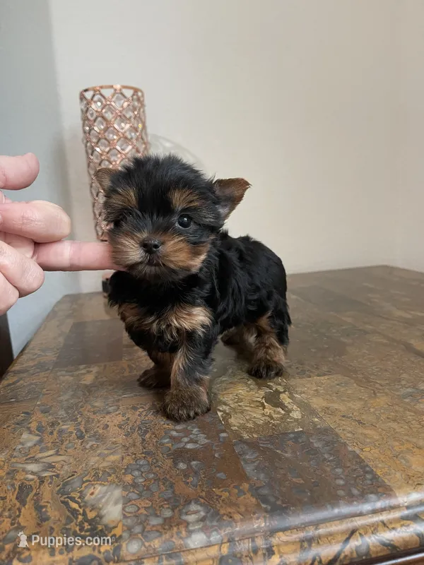  Tcup Everleigh   – Yorkshire Terrier puppy for sale in Houston, TX