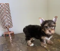 AKC Chocolate , a male Yorkshire Terrier for sale in Houston, TX – 7 of 7