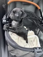 Popper, a male Pug for sale in Houston, TX – Photo 7 of 8