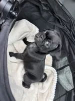 Popper, a male Pug for sale in Houston, TX – Photo 5 of 8