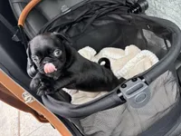 Popper, a male Pug for sale in Houston, TX – Photo 8 of 8