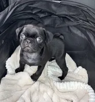 Popper, a male Pug for sale in Houston, TX – Photo 1 of 8