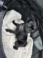 Popper, a male Pug for sale in Houston, TX – Photo 4 of 8