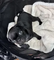 Popper, a male Pug for sale in Houston, TX – Photo 2 of 8