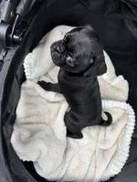 Popper, a male Pug for sale in Houston, TX – Photo 3 of 8