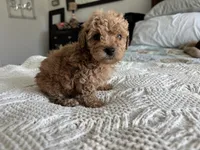 Spencer, a male Poodle - Toy  for sale in Houston, TX – 10 of 10