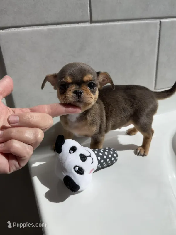 AKC Merle  – Chihuahua puppy for sale in Houston, TX
