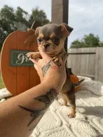 AKC Merle , a male Chihuahua for sale in Houston, TX – 2 of 10
