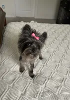 Merle , a female Yorkshire Terrier for sale in Houston, TX – 2 of 10